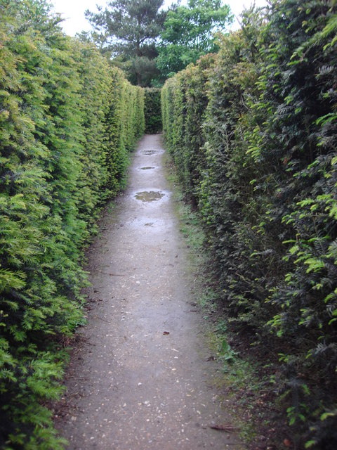 photograph of maze of hedges with tall walls seen from the inside