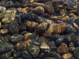 pond pebbles